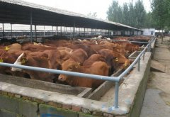 ���յV���|(zh��)�}���K�C�������ƌW(xu��)�B(y��ng)ֳ�M(j��n)�е���